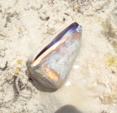 Conus flavidus