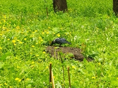 Corvus cornix