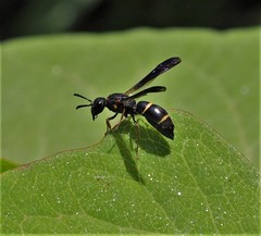 Parancistrocerus pensylvanicus
