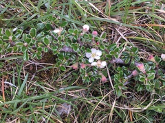 Cotoneaster microphyllus