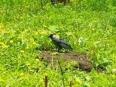 Corvus cornix