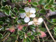 Cotoneaster microphyllus