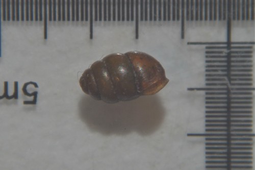 Common Whorl-snail