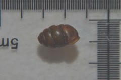 Vertigo pygmaea