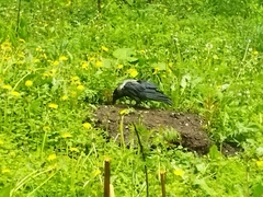 Corvus cornix