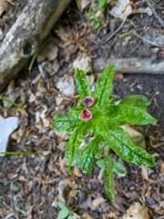 Cynoglossum germanicum