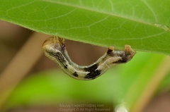 Racotis boarmiaria