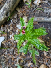Cynoglossum germanicum