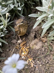 Erithacus rubecula