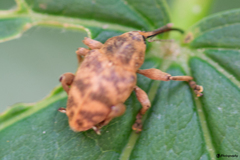 Curculio venosus