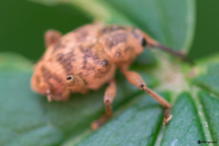 Curculio venosus