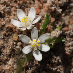 Pauridia pygmaea