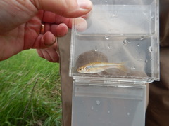 Notropis topeka