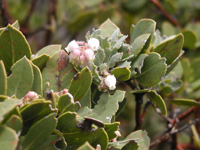 Arctostaphylos parryana
