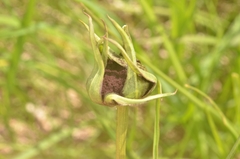 Microbotryum tragopogonis-pratensis