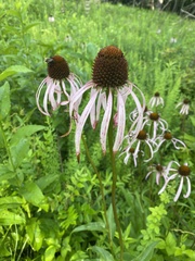 Echinacea laevigata