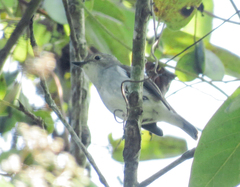 Ficedula westermanni