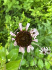 Echinacea laevigata