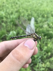 Gomphurus fraternus