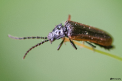 Omalisus fontisbellaquei