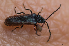 Omalisus fontisbellaquei