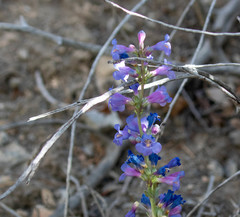 Penstemon pachyphyllus congestus