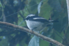 Ficedula westermanni