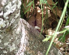 Scelarcis perspicillata