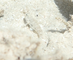 Gnatholepis anjerensis