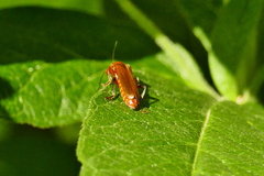 Cantharis rufa