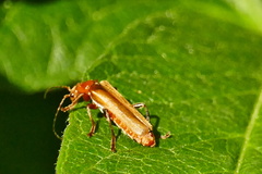 Cantharis rufa