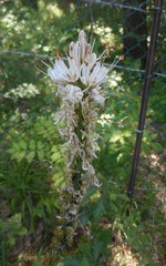 Asphodelus macrocarpus