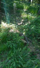 Asphodelus macrocarpus