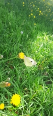 Pieris