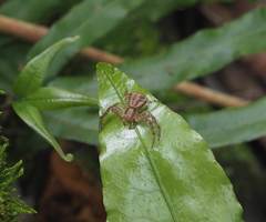 Xysticus croceus