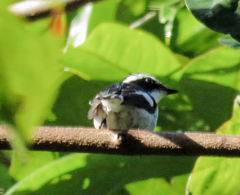 Ficedula westermanni