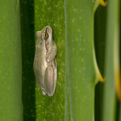 Dendropsophus molitor