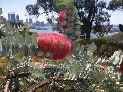 Eucalyptus macrocarpa