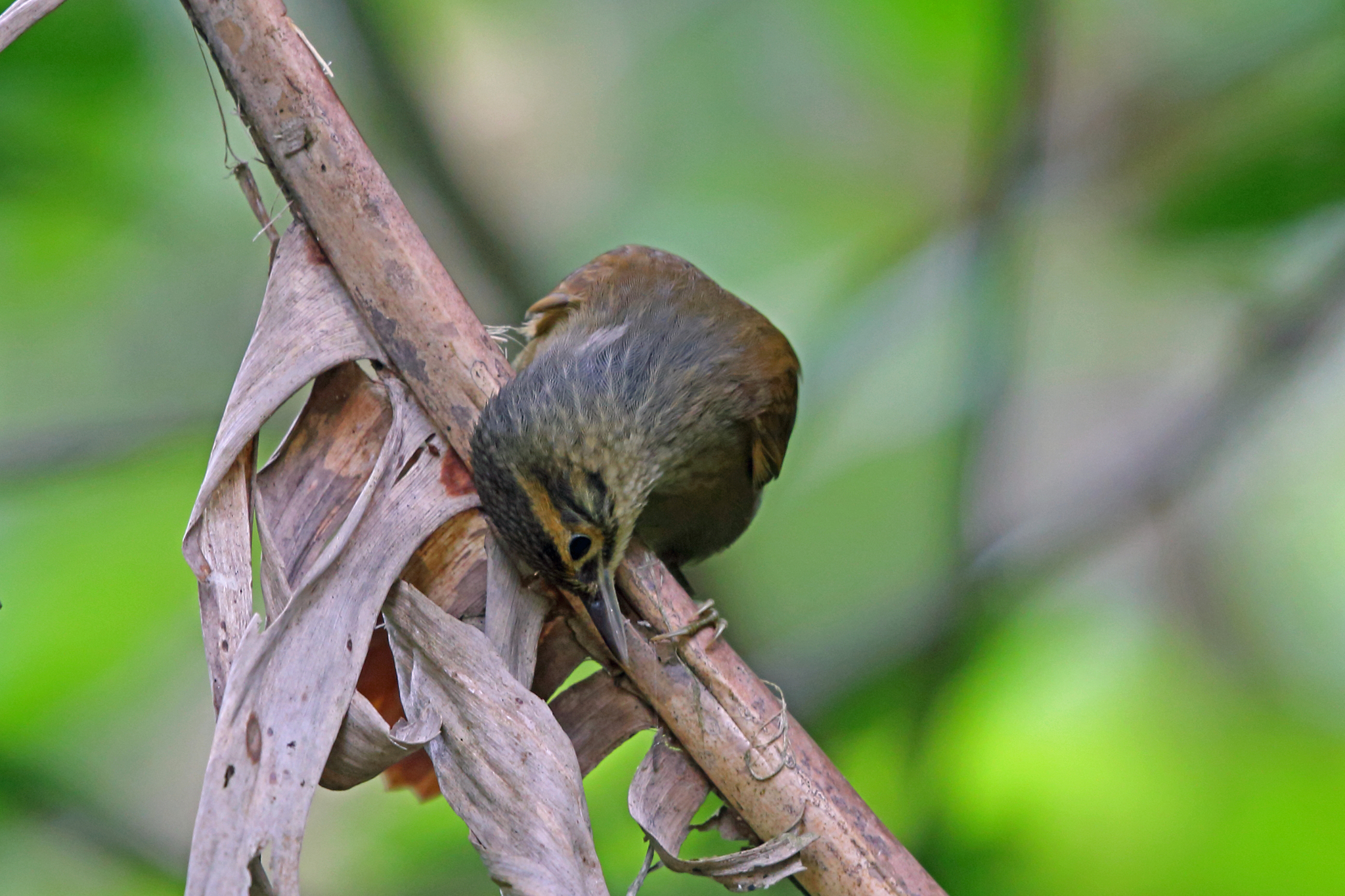 Scaly-throated Foliage-gleaner (Anabacerthia variegaticeps)