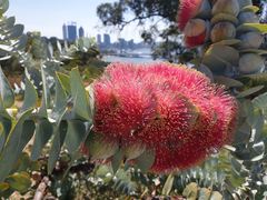 Eucalyptus macrocarpa