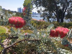 Eucalyptus macrocarpa