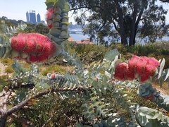 Eucalyptus macrocarpa