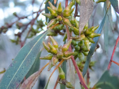Eucalyptus decipiens