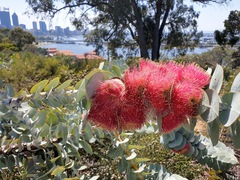 Eucalyptus macrocarpa