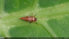 Eoscarta assimilis