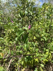 Cryptostegia madagascariensis