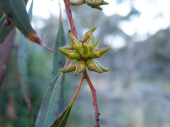 Eucalyptus decipiens