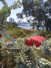 Eucalyptus macrocarpa