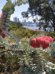 Eucalyptus macrocarpa