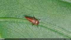 Eoscarta assimilis